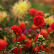 Manderino Dahlia Tuber