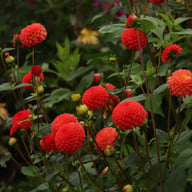 Manderino Dahlia Tuber