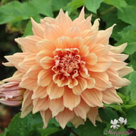 Mango Madness Dahlia Knöl