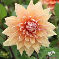 Mango Madness Dahlia Knöl