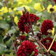 Manoa Dahlia Knöl