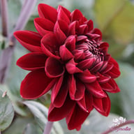 Manoa Dahlia Knöl