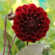Manoa Dahlia Knöl