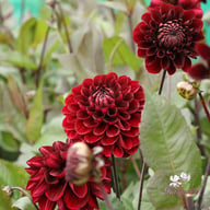 Manoa Dahlia Knöl