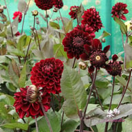 Manoa Dahlia Knöl