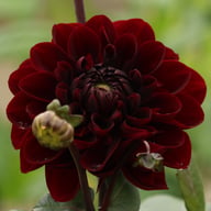 Manoa Dahlia Knöl