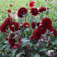 Manoa Dahlia Knöl