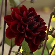 Manoa Dahlia Knöl