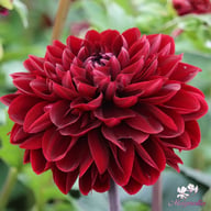 Manoa Dahlia Knöl