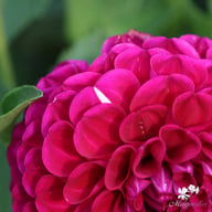 Marble Ball Dahlia Tuber