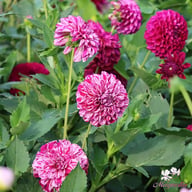 Marble Ball Dahlia Tuber