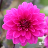Marcel Dassault Dahlia Tuber