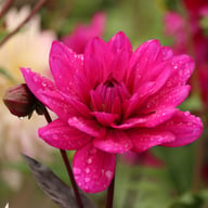 Marcel Dassault Dahlia Knöl