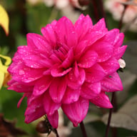 Marcel Dassault Dahlia Knöl