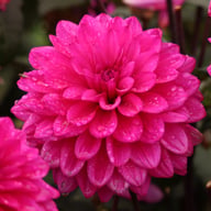 Marcel Dassault Dahlia Knöl