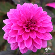 Marcel Dassault Dahlia Tuber