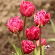 Margarita Tulip Bulbs