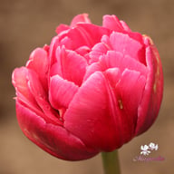 Margarita Tulip Bulbs
