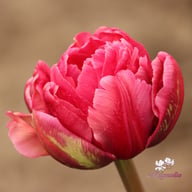 Margarita Tulip Bulbs