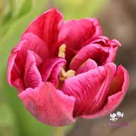 Margarita Tulip Bulbs