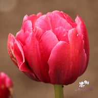 Margarita Tulip Bulbs
