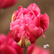 Margarita Tulip Bulbs