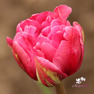 Margarita Tulip Bulbs