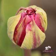 Margarita Tulip Bulbs