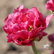 Margarita Tulip Bulbs
