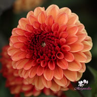 Maria Strella Dahlia Knöl
