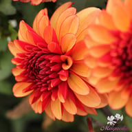 Maria Strella Dahlia Knöl