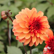 Maria Strella Dahlia Knöl