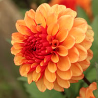 Maria Strella Dahlia Tuber