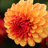 Maria Strella Dahlia Tuber
