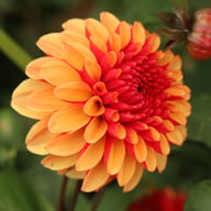 Maria Strella Dahlia Tuber