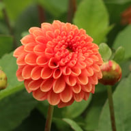 Maries Lave Laks Dahlia Cutting