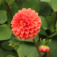 Maries Lave Laks Dahlia Cutting