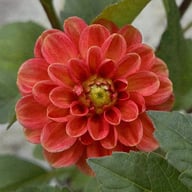 Maries Lave Laks Dahlia Cutting