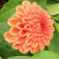 Maries Lave Laks Dahlia Cutting