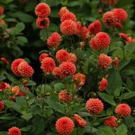 Maries Lave Laks Dahlia Cutting