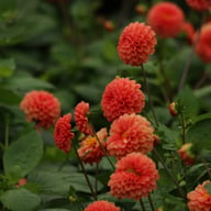 Maries Lave Laks Dahlia Cutting