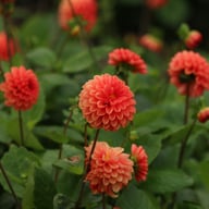 Maries Lave Laks Dahlia Cutting