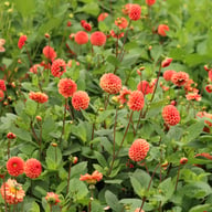 Maries Lave Laks Dahlia Cutting