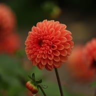 Maries Lave Laks Dahlia Cutting