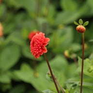Maries Lave Laks Dahlia Cutting