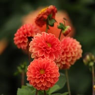 Maries Lave Laks Dahlia Cutting