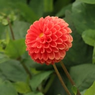 Maries Lave Laks Dahlia Cutting