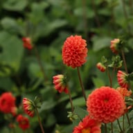 Maries Lave Laks Dahlia Cutting