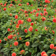 Maries Lave Laks Dahlia Cutting