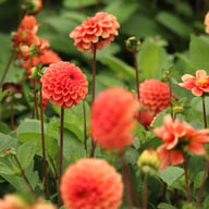 Maries Lave Laks Dahlia Cutting